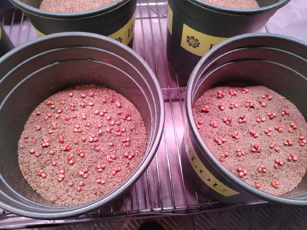 菌剂扩繁培养